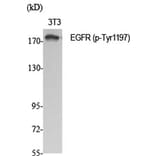 Western Blot - Anti-EGFR (phospho Tyr1197) Antibody (A7064) - Antibodies.com