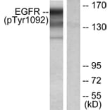Western Blot - Anti-EGFR (phospho Tyr1092) Antibody (A7061) - Antibodies.com