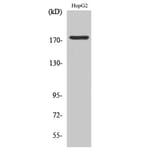 Western Blot - Anti-EGFR (phospho Tyr1092) Antibody (A7061) - Antibodies.com