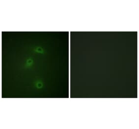 Immunofluorescence - Anti-DAPK2 (phospho Ser318) Antibody (A0899) - Antibodies.com