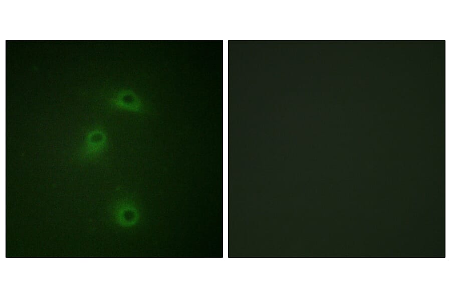 Immunofluorescence - Anti-DAPK2 (phospho Ser318) Antibody (A0899) - Antibodies.com