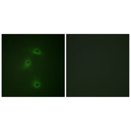 Immunofluorescence - Anti-DAPK2 (phospho Ser318) Antibody (A0899) - Antibodies.com