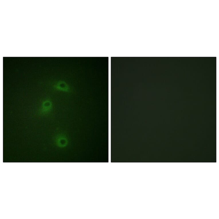 Immunofluorescence - Anti-DAPK2 (phospho Ser318) Antibody (A0899) - Antibodies.com