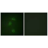 Immunofluorescence - Anti-DAPK2 (phospho Ser318) Antibody (A0899) - Antibodies.com