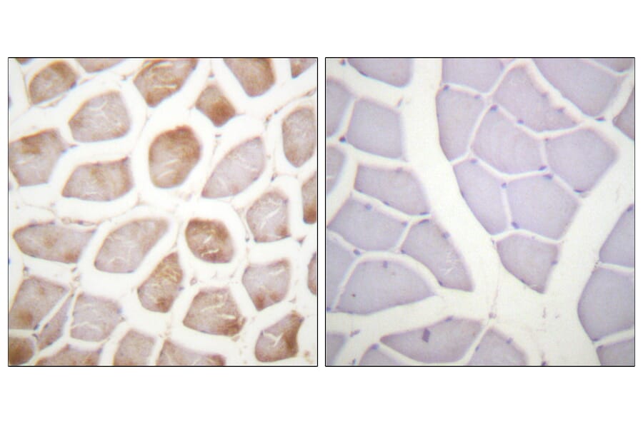 Immunohistochemistry - Anti-DAPK2 (phospho Ser318) Antibody (A0899) - Antibodies.com