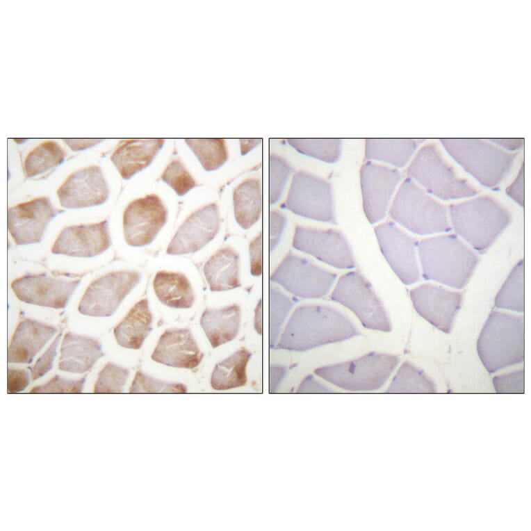 Immunohistochemistry - Anti-DAPK2 (phospho Ser318) Antibody (A0899) - Antibodies.com