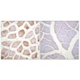 Immunohistochemistry - Anti-DAPK2 (phospho Ser318) Antibody (A0899) - Antibodies.com