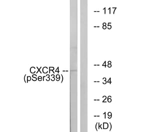 Western Blot - Anti-CXCR4 (phospho Ser339) Antibody (A0878) - Antibodies.com