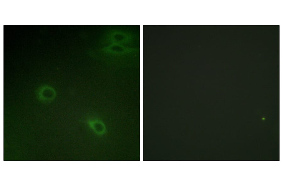 Immunofluorescence - Anti-CXCR4 (phospho Ser339) Antibody (A0878) - Antibodies.com