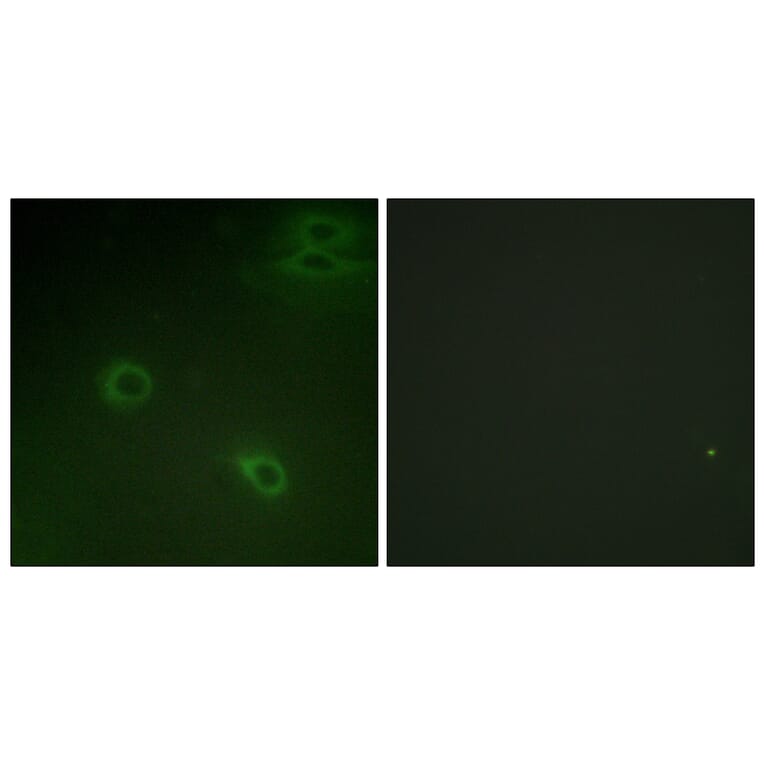 Immunofluorescence - Anti-CXCR4 (phospho Ser339) Antibody (A0878) - Antibodies.com