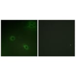 Immunofluorescence - Anti-CXCR4 (phospho Ser339) Antibody (A0878) - Antibodies.com