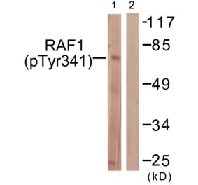 Western Blot - Anti-C-RAF (phospho Tyr341) Antibody (A0565) - Antibodies.com