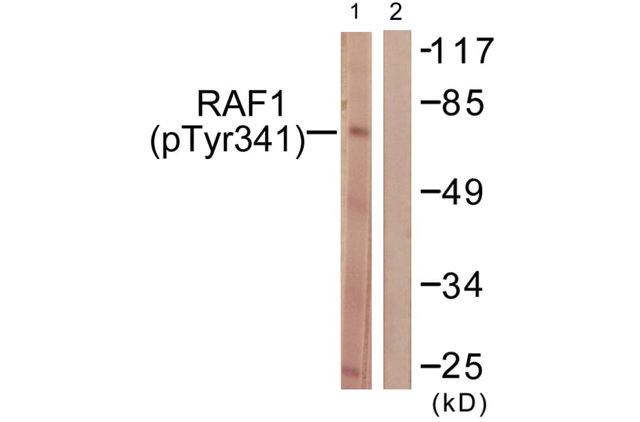 Western Blot - Anti-C-RAF (phospho Tyr341) Antibody (A0565) - Antibodies.com