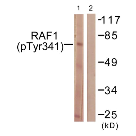 Western Blot - Anti-C-RAF (phospho Tyr341) Antibody (A0565) - Antibodies.com
