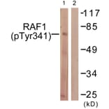 Western Blot - Anti-C-RAF (phospho Tyr341) Antibody (A0565) - Antibodies.com