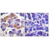 Immunohistochemistry - Anti-C-RAF (phospho Tyr341) Antibody (A0565) - Antibodies.com