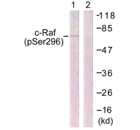 Western Blot - Anti-C-RAF (phospho Ser296) Antibody (A0634) - Antibodies.com