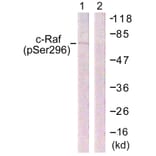 Western Blot - Anti-C-RAF (phospho Ser296) Antibody (A0634) - Antibodies.com