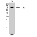 Western Blot - Anti-C-RAF (phospho Ser296) Antibody (A0634) - Antibodies.com