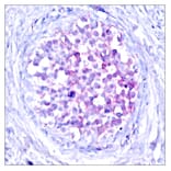 Immunohistochemistry - Anti-C-RAF (phospho Ser259) Antibody (A7206) - Antibodies.com