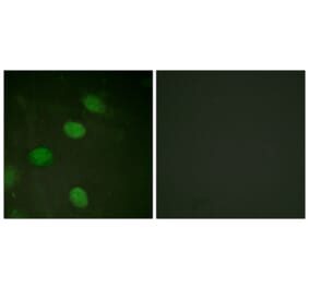 Immunofluorescence - Anti-c-Jun (phospho Thr231) Antibody (A0867) - Antibodies.com