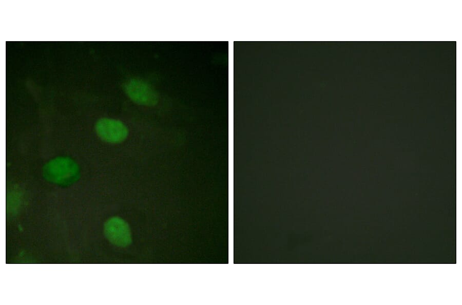 Immunofluorescence - Anti-c-Jun (phospho Thr231) Antibody (A0867) - Antibodies.com
