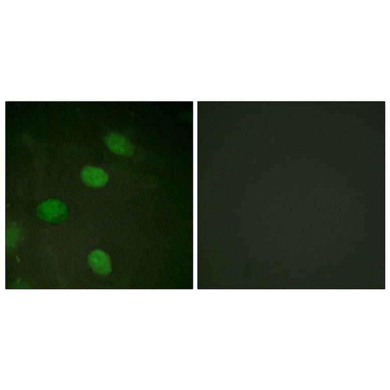 Immunofluorescence - Anti-c-Jun (phospho Thr231) Antibody (A0867) - Antibodies.com