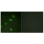 Immunofluorescence - Anti-c-Jun (phospho Thr231) Antibody (A0867) - Antibodies.com