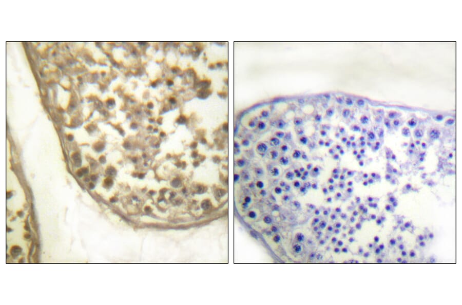 Immunohistochemistry - Anti-c-Jun (phospho Thr231) Antibody (A0867) - Antibodies.com
