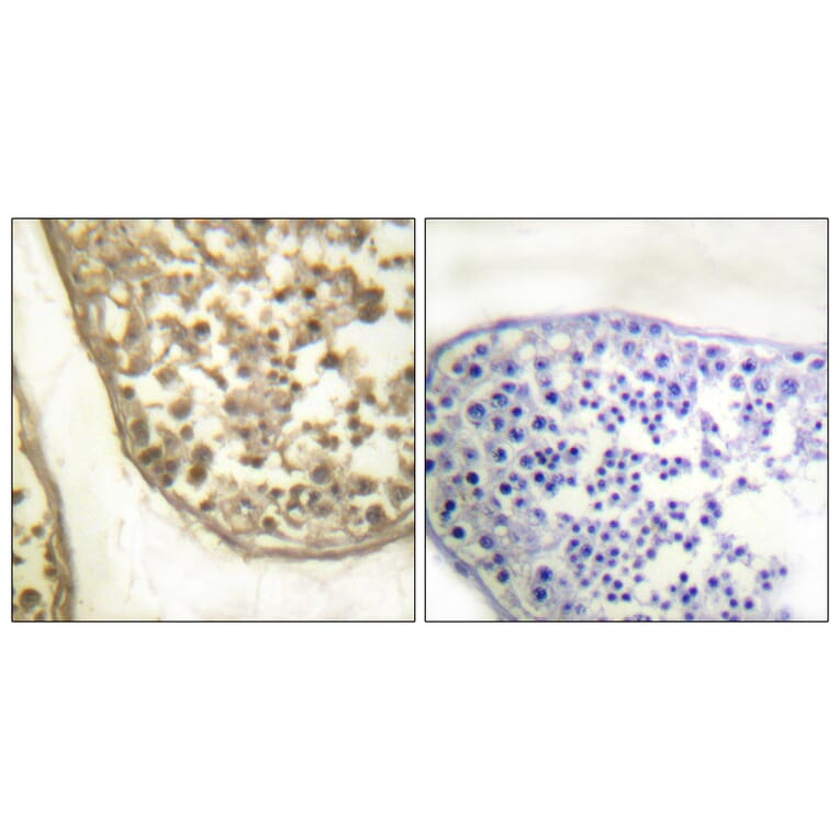 Immunohistochemistry - Anti-c-Jun (phospho Thr231) Antibody (A0867) - Antibodies.com