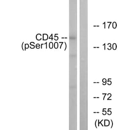 Immunofluorescence - Anti-CD45 (phospho Ser1007) Antibody (A0848) - Antibodies.com
