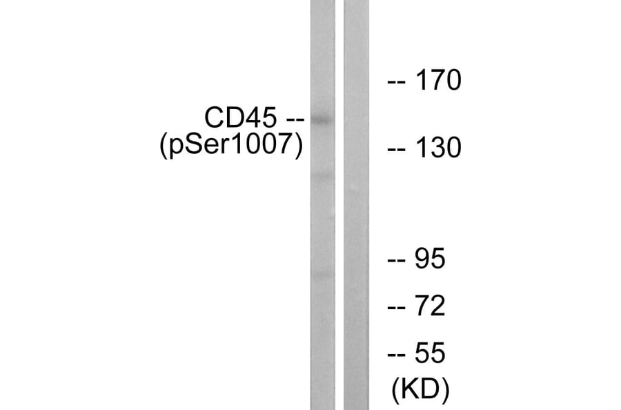 Immunofluorescence - Anti-CD45 (phospho Ser1007) Antibody (A0848) - Antibodies.com