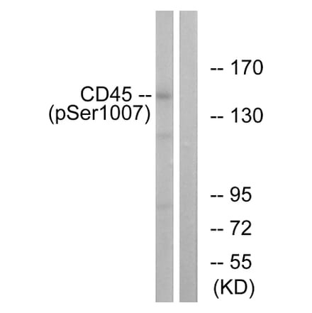 Immunofluorescence - Anti-CD45 (phospho Ser1007) Antibody (A0848) - Antibodies.com