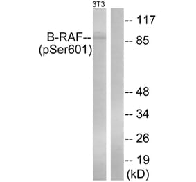 Western Blot - Anti-B-RAF (phospho Ser602) Antibody (A0781) - Antibodies.com
