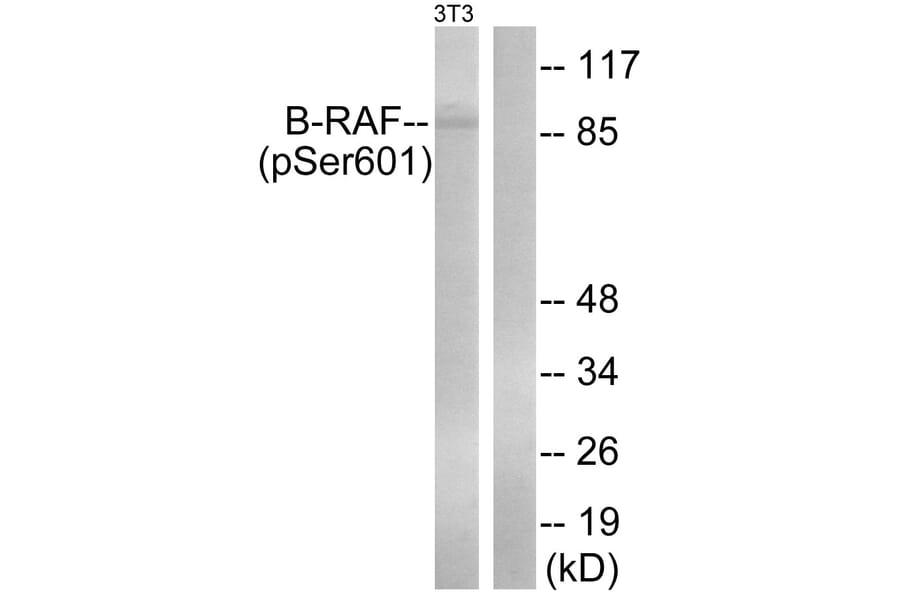 Western Blot - Anti-B-RAF (phospho Ser602) Antibody (A0781) - Antibodies.com