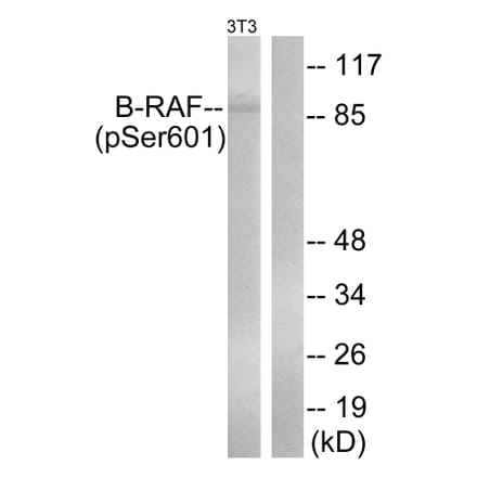 Western Blot - Anti-B-RAF (phospho Ser602) Antibody (A0781) - Antibodies.com