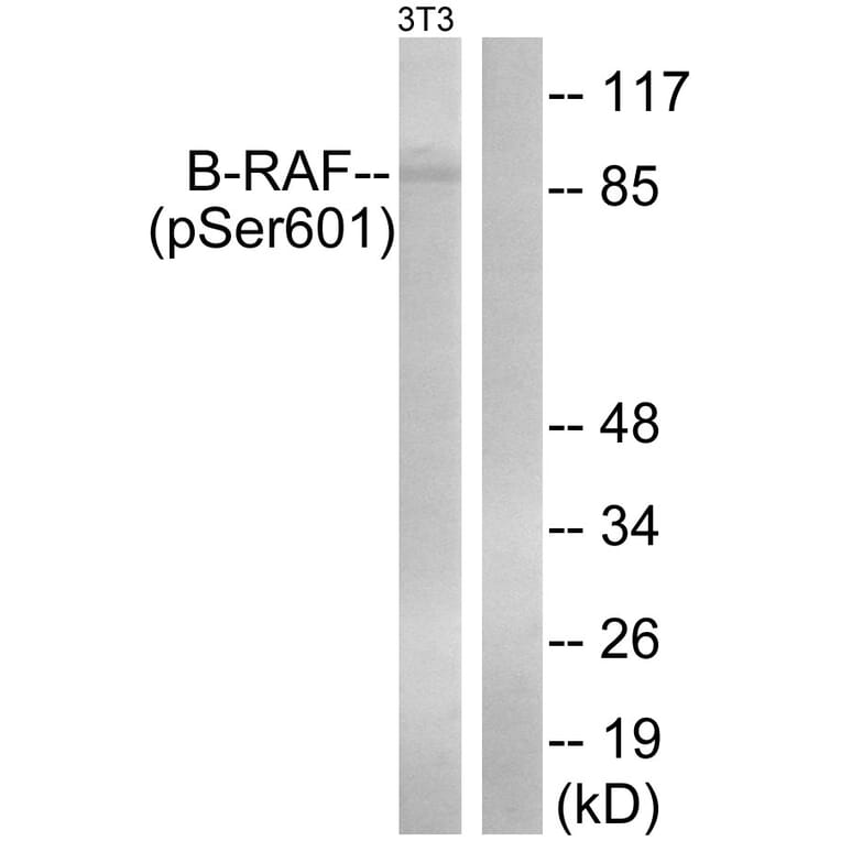 Western Blot - Anti-B-RAF (phospho Ser602) Antibody (A0781) - Antibodies.com