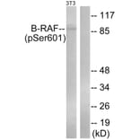 Western Blot - Anti-B-RAF (phospho Ser602) Antibody (A0781) - Antibodies.com