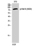 Western Blot - Anti-B-RAF (phospho Ser602) Antibody (A0781) - Antibodies.com