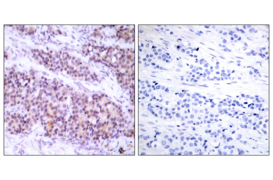 Immunohistochemistry - Anti-BCL-XL (phospho Ser62) Antibody (A7027) - Antibodies.com