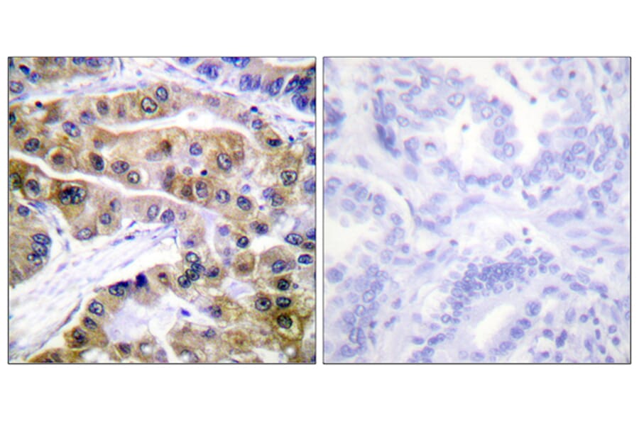 Immunohistochemistry - Anti-ATPase (phospho Ser16) Antibody (A0458) - Antibodies.com