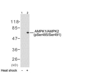 Western Blot - Anti-AMPK1 (phospho Ser496) Antibody (A7007) - Antibodies.com