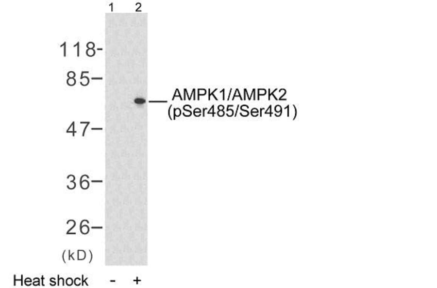 Western Blot - Anti-AMPK1 (phospho Ser496) Antibody (A7007) - Antibodies.com