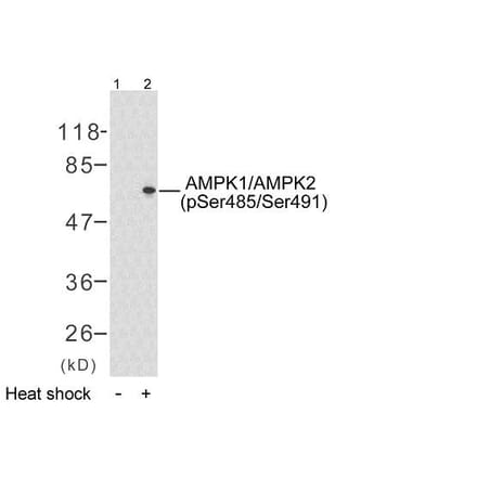 Western Blot - Anti-AMPK1 (phospho Ser496) Antibody (A7007) - Antibodies.com