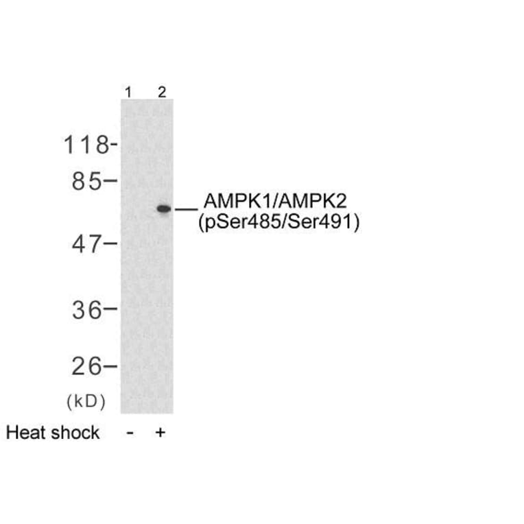 Western Blot - Anti-AMPK1 (phospho Ser496) Antibody (A7007) - Antibodies.com