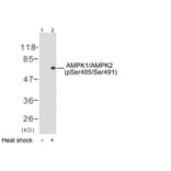 Western Blot - Anti-AMPK1 (phospho Ser496) Antibody (A7007) - Antibodies.com