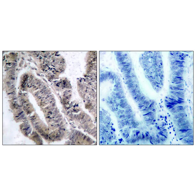 Immunohistochemistry - Anti-AMPK1 (phospho Ser496) Antibody (A7007) - Antibodies.com