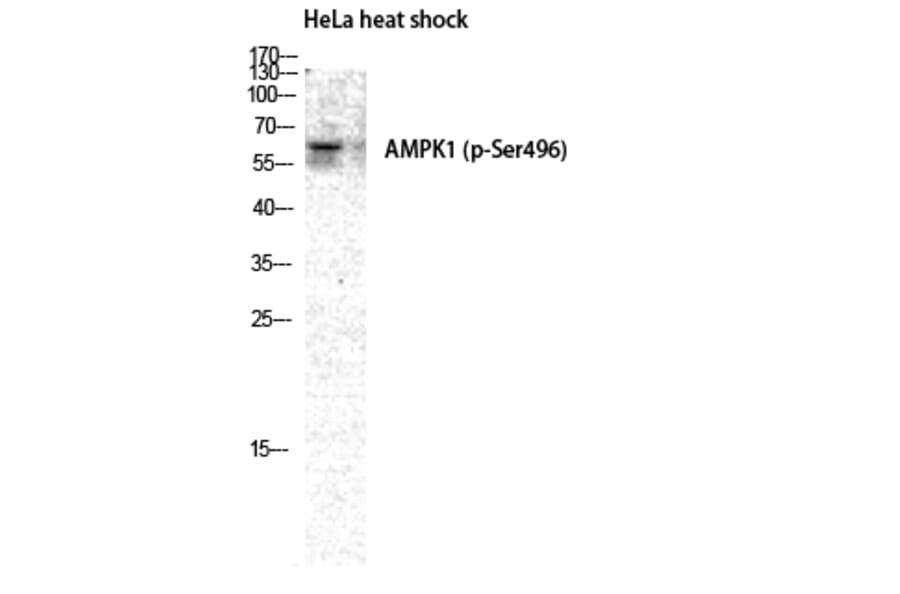 Western Blot - Anti-AMPK1 (phospho Ser496) Antibody (A7007) - Antibodies.com