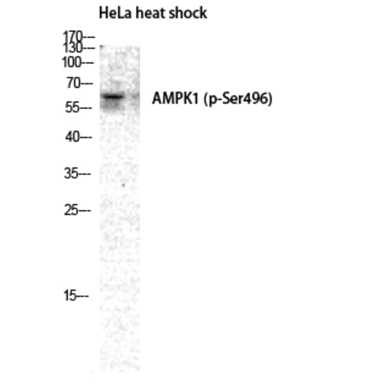 Western Blot - Anti-AMPK1 (phospho Ser496) Antibody (A7007) - Antibodies.com