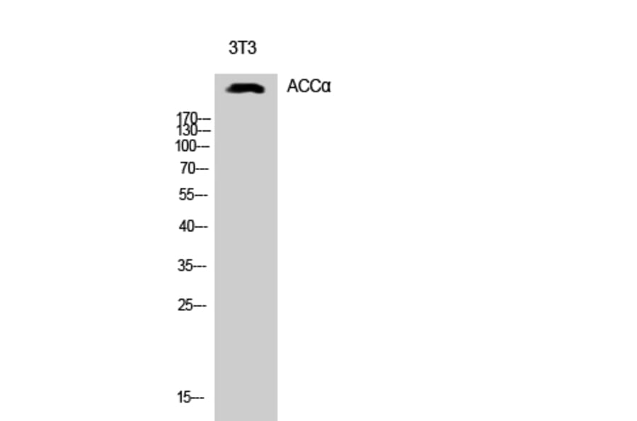 Western Blot - Anti-acetyl CoA Carboxylase Antibody (B0051) - Antibodies.com
